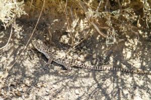 Leopard Lizard Encountered on a Nevada Antelope Hunt